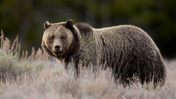 14 tips to stay safe as bears become more active in Arizona